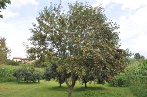 L'albero dell'azzeruolo nei campi di Barzanò
